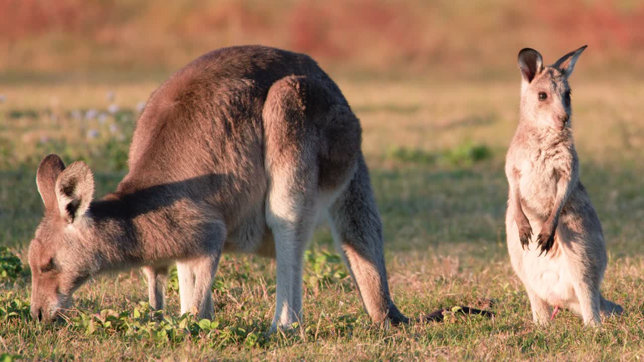 Adult kangaroo and joey forage on grassy field in warm sunset light, Gold Coast, Australia. Steady camera, natural behavior, soft golden hour lighting