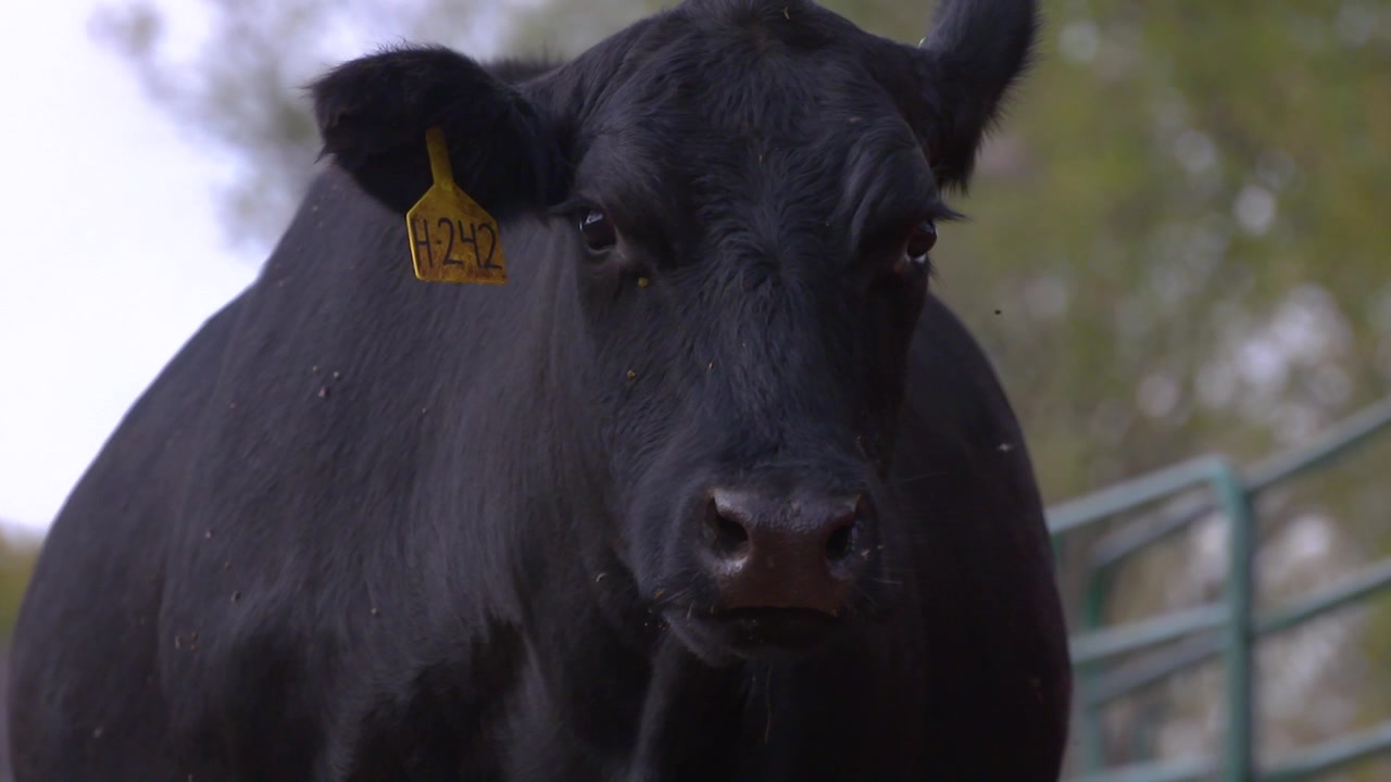 Un ritratto di una mucca Black Angus da carne
