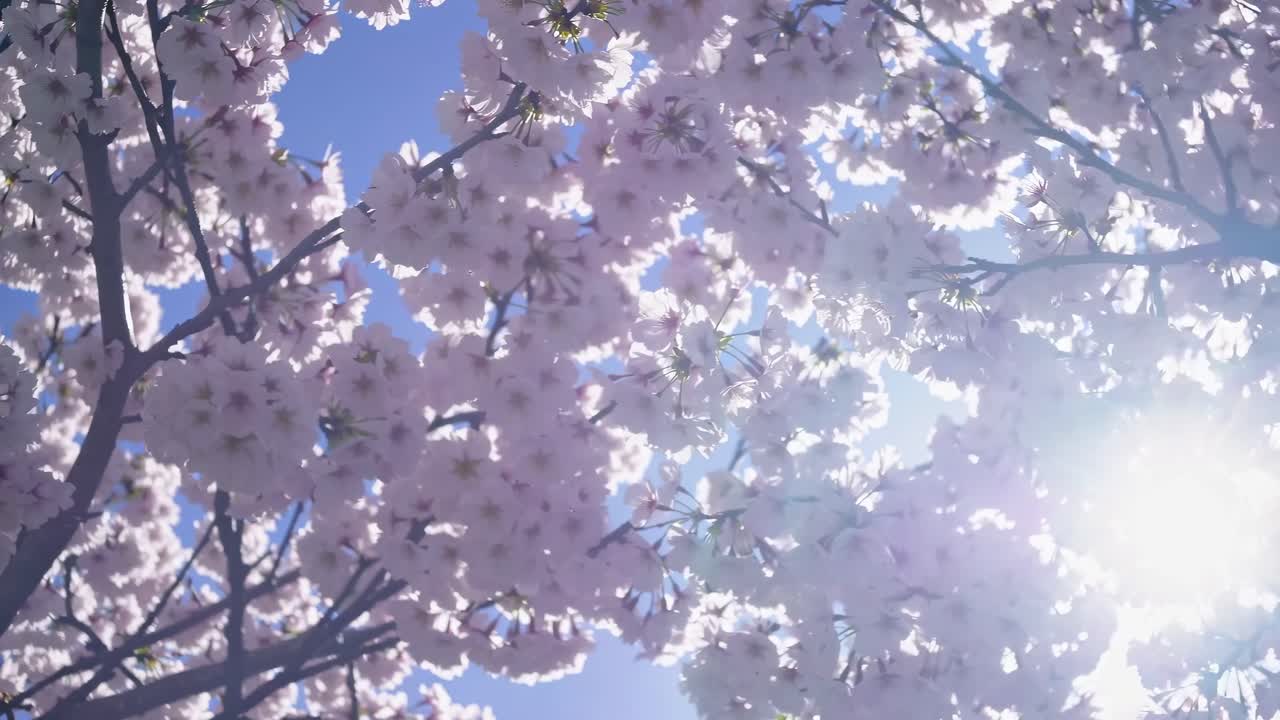 動画はローアングルから桜の花を捉え、花びらの間から太陽の光が差し込む様子を映し出しています。