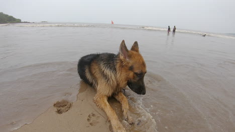 Perro-Tirado-En-La-Arena-De-La-Playa-K-Videos