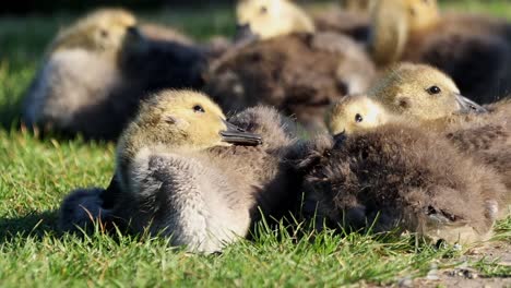 Goslings-De-Gansos-Canadienses-Salvajes-Acurrucados-Juntos-En-La-Hierba-En-El-Reino-Unido