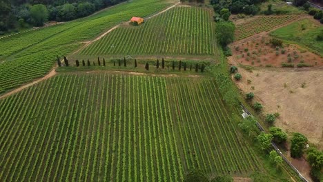 Getreideplantage-Mitten-Im-Wald