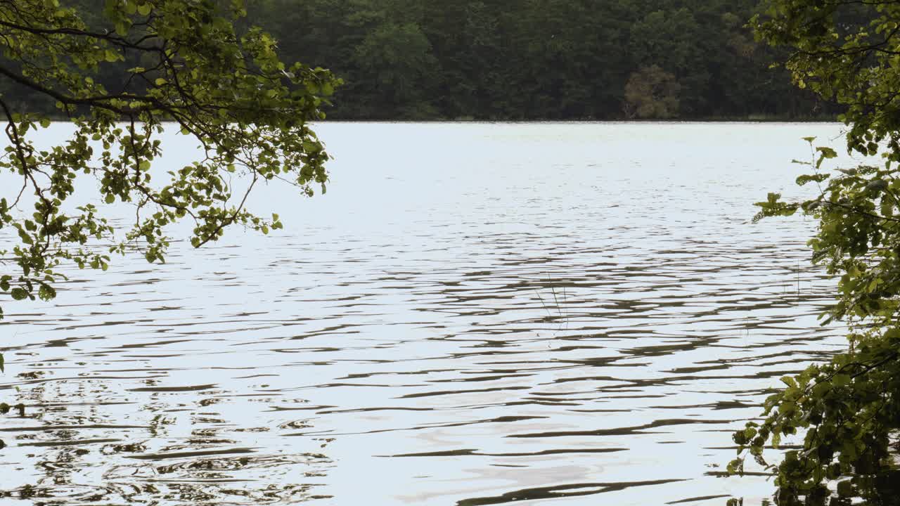 울창한 숲에 잔물결 호수와 자연의 평온