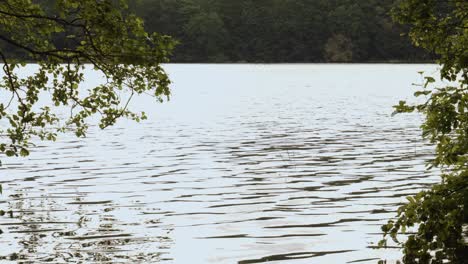 Tranquility-Of-Nature-With-Rippled-Lake-In-Dense-Forest