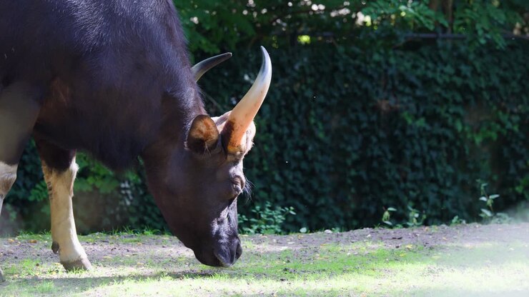 Un grande gaur si nutre di erba verde sotto la luce intensa del sole, circondato da una vegetazione lussureggiante, camera stabile