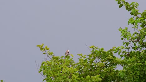 4k black-shouldered kite elanus axillaris perched on tree branch facing to the right flapping its wings and turns around while waiting for prey