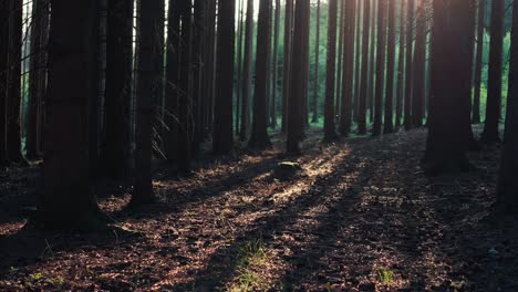 pan shot of wild green forest with trees reflection on ground under sunlight, czech republic