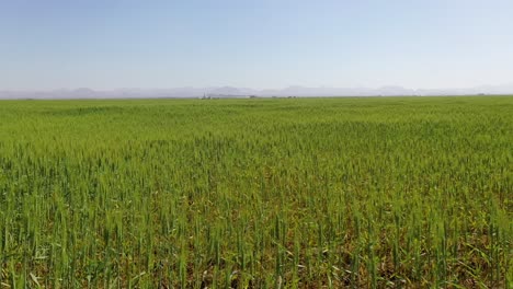 Vista-Aérea-Del-Crecimiento-Exitoso-De-Las-Plantas-De-Trigo-En-Las-Granjas-De-Trigo-De-Sharjah-En-Los-Emiratos-Árabes-Unidos.