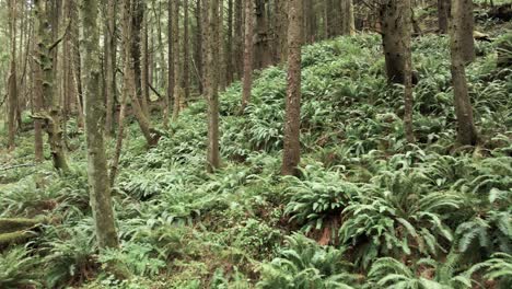 Passing-through-a-narrow-evergreen-forest-ravine-over-lush-fern,-aerial-fpv