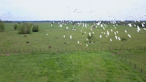 flock of birds flying close, heron heron, aerial shot with drone, colombia