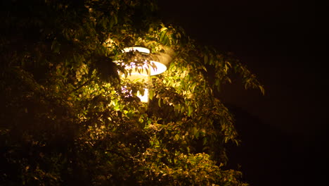 lamp post hugging tree in the night