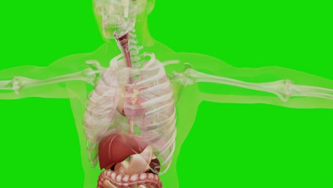 human anatomy, organs, bones. creative color palettes and designer details, unstructured showing parts, isolated on green screen, 3d render