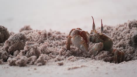 camouflaged ghost crab digs burrow in sand on the shore closeup and waves on the background blur