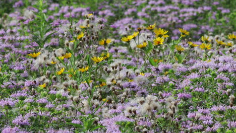 a field of thistle down and purple flowers in full bloom