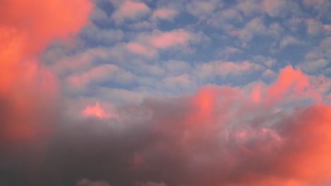 tilting up shot of beautiful colored altocumulus clouds, stained red by the sunset in waipara, new zealand