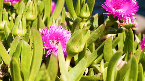 pink flowers of sour fig succulent plant being pollinated by bees, spring season