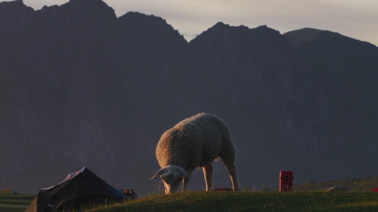 Pecore che pascolano in un campeggio al tramonto nelle Lofoten, Norvegia settentrionale.