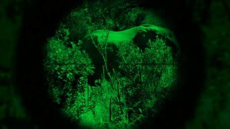 elephant being poached at night by a hunter