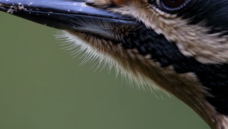 close-up of a bird's head