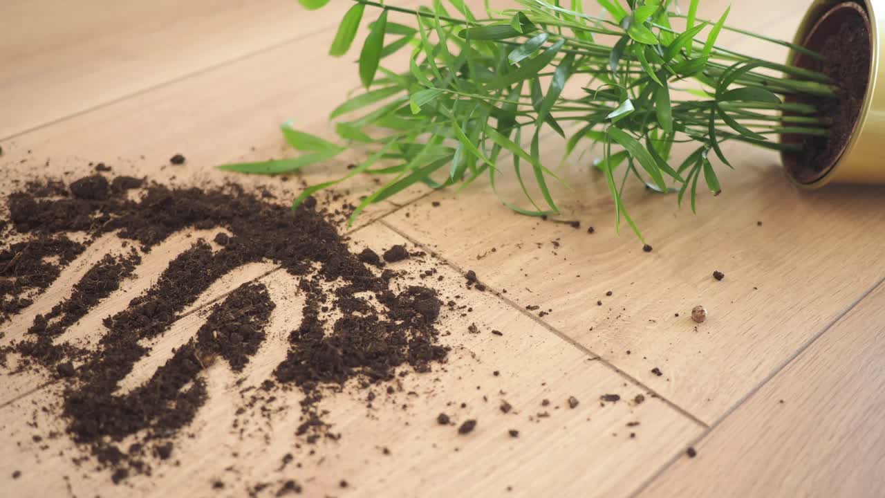 Vaso e pianta rovesciati su pavimento in legno