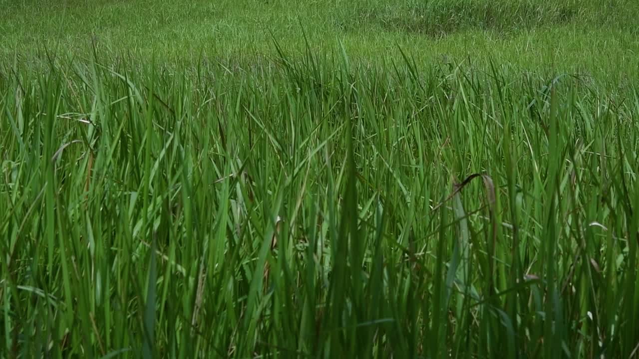 열대 및 아열대 아시아가 원산지이며 여러 국가에 도입된 다년생 풀
