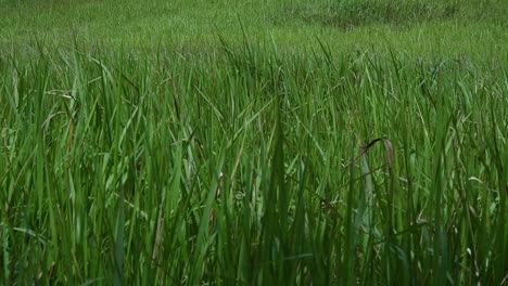 Ein-Mehrjähriges-Gras,-Das-Im-Tropischen-Und-Subtropischen-Asien-Beheimatet-Ist-Und-Auch-In-Mehrere-Länder-Eingeführt-Wurde