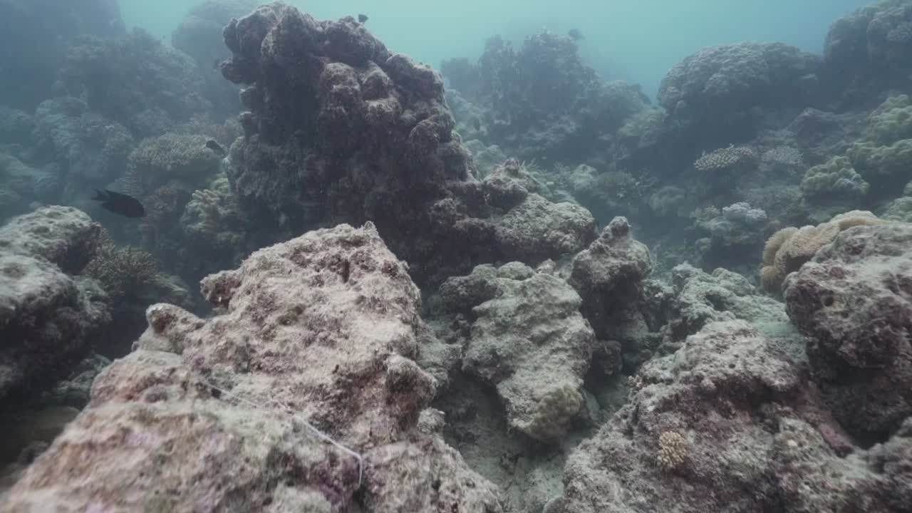 arrecife de coral blanqueado muerto