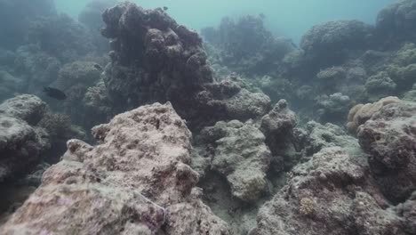 dead bleached coral reef