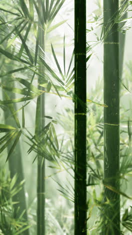 closeup of green bamboo stalks in a forest