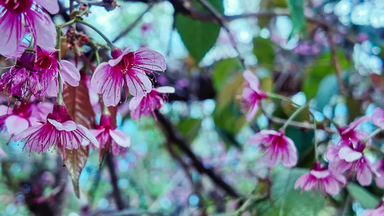 Delikate lyserøde blomster fra et thailandsk kirsebærtræ hænger fra tynde grene. Nærbillede, håndholdt optagelse.