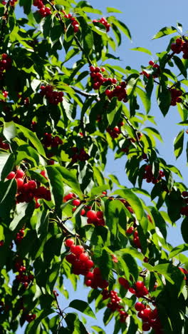 ripe cherries on a tree