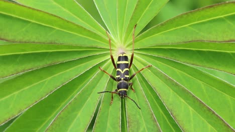 Wasp-Beetle-on-Lupin-Leaves..-Spring.-UK