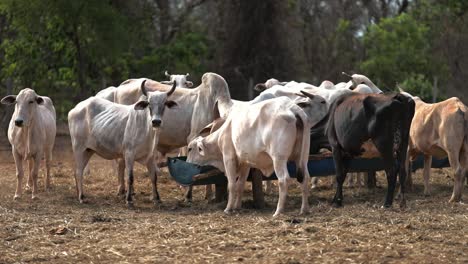 thin and unhealthy cows in livestock of farm grazing in dry field