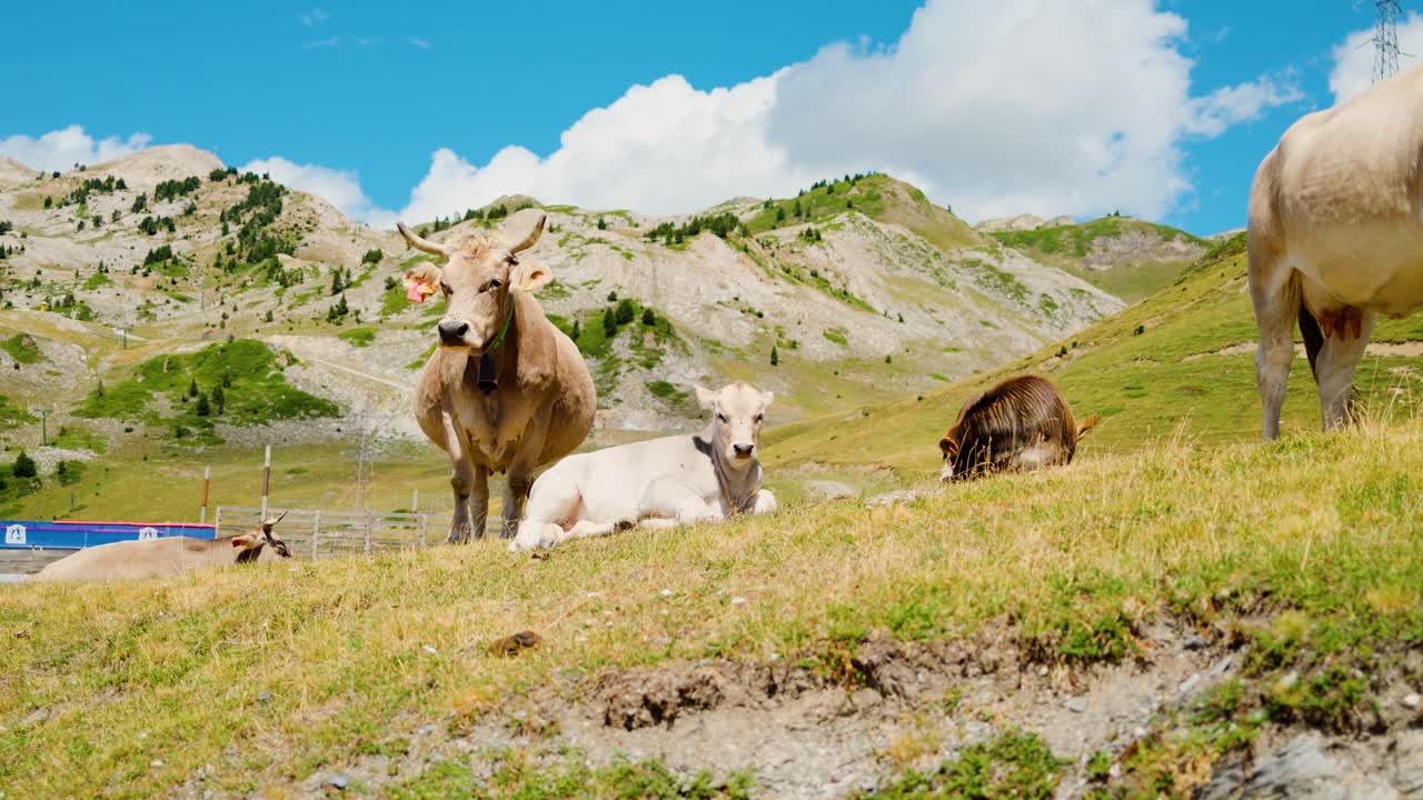 Cows Grazing in the Alps