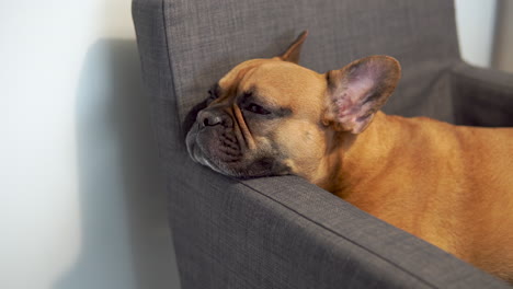 primer plano retrato de una raza de perro bulldog francés soñoliento en el sillón
