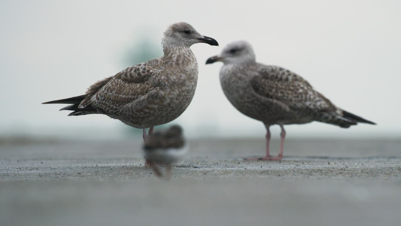 빗속에서 카메라를 바라보고 있는 콘크리트 표면의 갈매기 쌍 - 정적