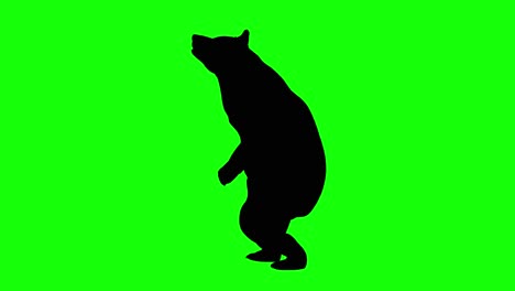 silhouette of a bear standing growling, on green screen, side view