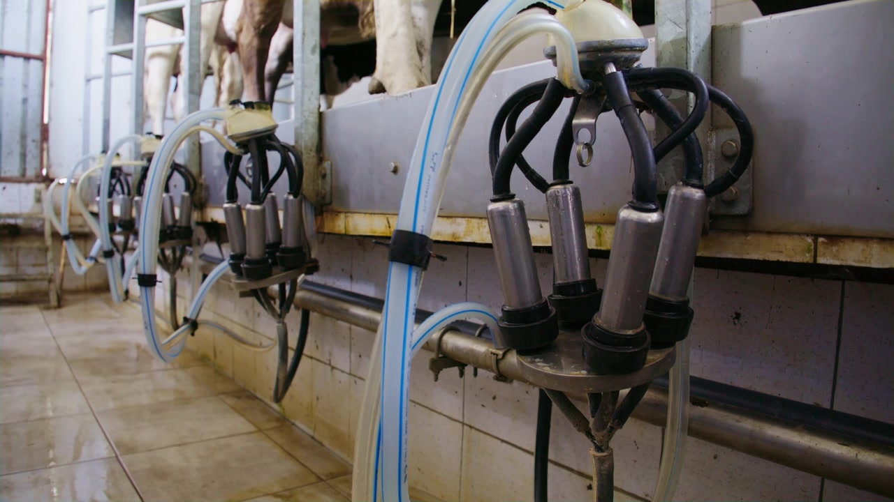 A row of automated mechanical milking machines ready for use in a modern indoor dairy farm parlor facility.