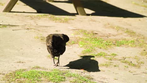 Afro-Huhn,-Das-Von-Der-Kamera-Weggeht-Und-Sich-Nach-Würmern-Umsieht,-Etwas-Zu-Essen,-Sieht-Lustig-Aus,-Einzigartige-Frisur-Wie-Von-Friseuren,-Zeitlupe,-Nahaufnahme,-Komödie