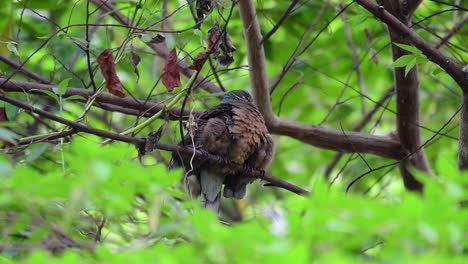 this short-billed brown-dove with its fledglings is an endemic bird found in the philippines and particularly in mindanao where it is considered to be common