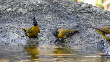 Bulbul-De-Cresta-Negra-Acicalándose-Después-De-Un-Baño-En-El-Bosque-Durante-Un-Día-Caluroso,-Pycnonotus-Flaviventris,-En-Cámara-Lenta