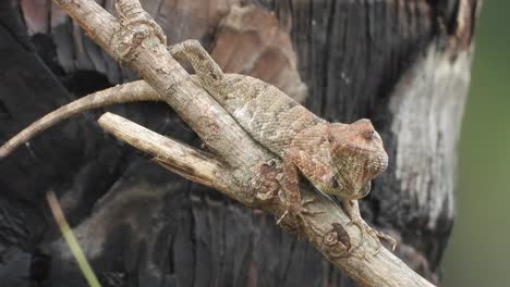 lagarto en el árbol esperando palanca