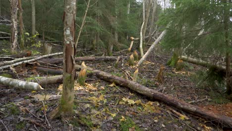 deforestation with trunks pulled and gnawed by beavers - tilt up shot