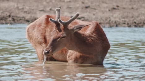 Männliches-Rotwild-Trinkwasser,-Rotwild-Trinkwasser,-Wasserstrom---Fluss-Mit-Dem-Rotwild-Trinkwasser