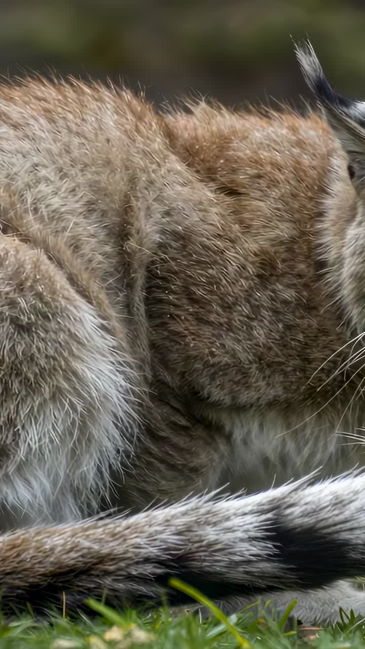 Vertical video: Noticing movement, wildcat-like feline turning head on short grass at meadow edge