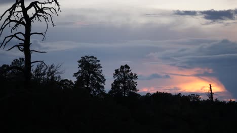 Tilt-down-over-silhouetted-forest-with-dead-tree-trunks