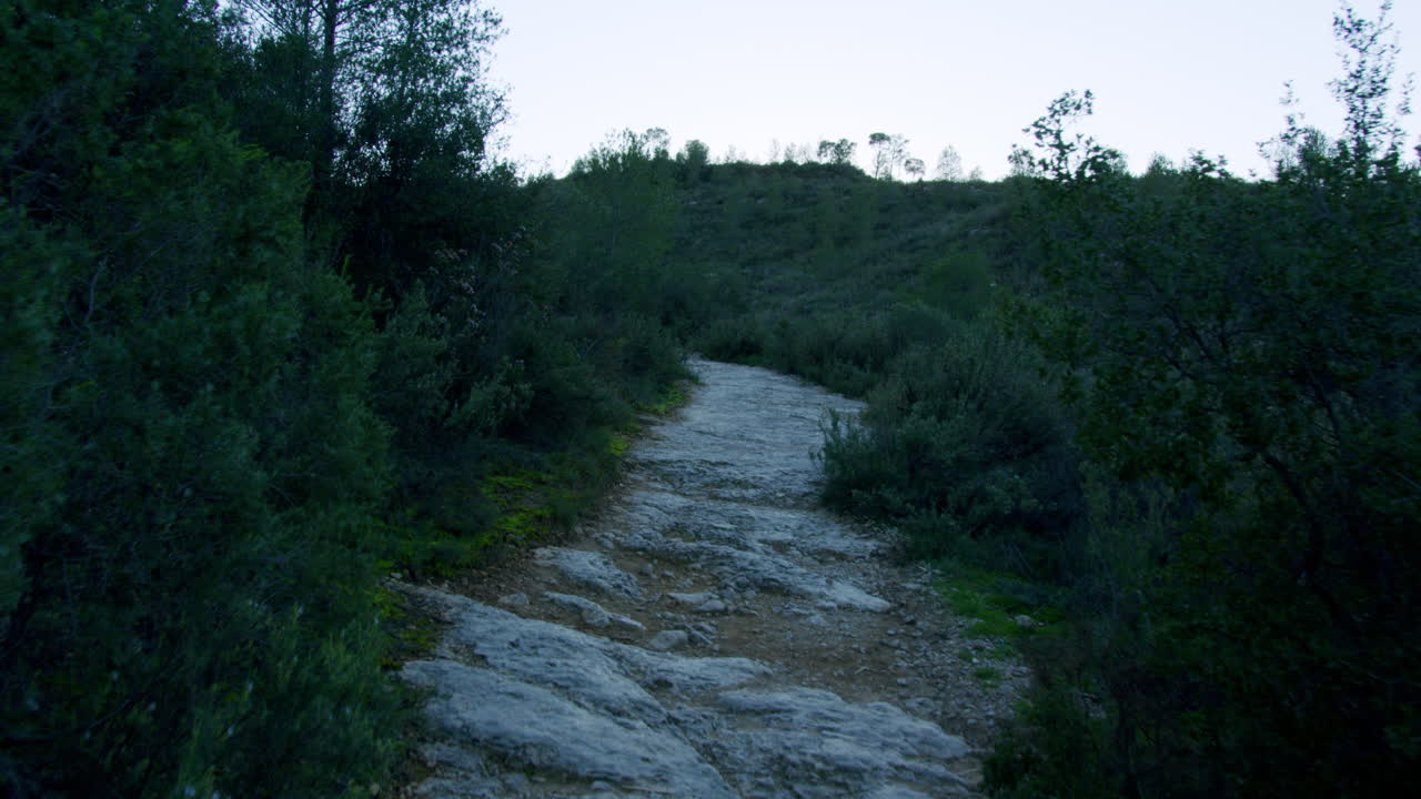 Mountain Trail Through Woods