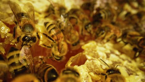 abejas en panal