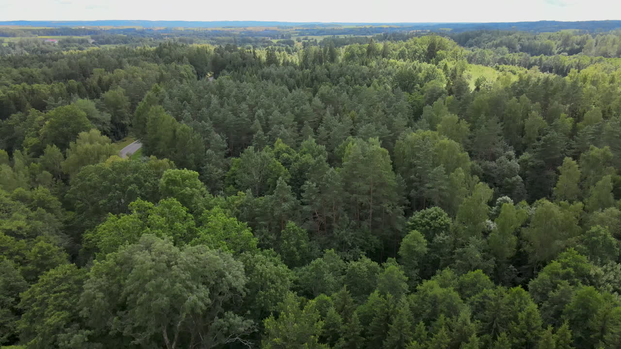 Aerial rise above beautiful green lush forest on sunny blue sky day