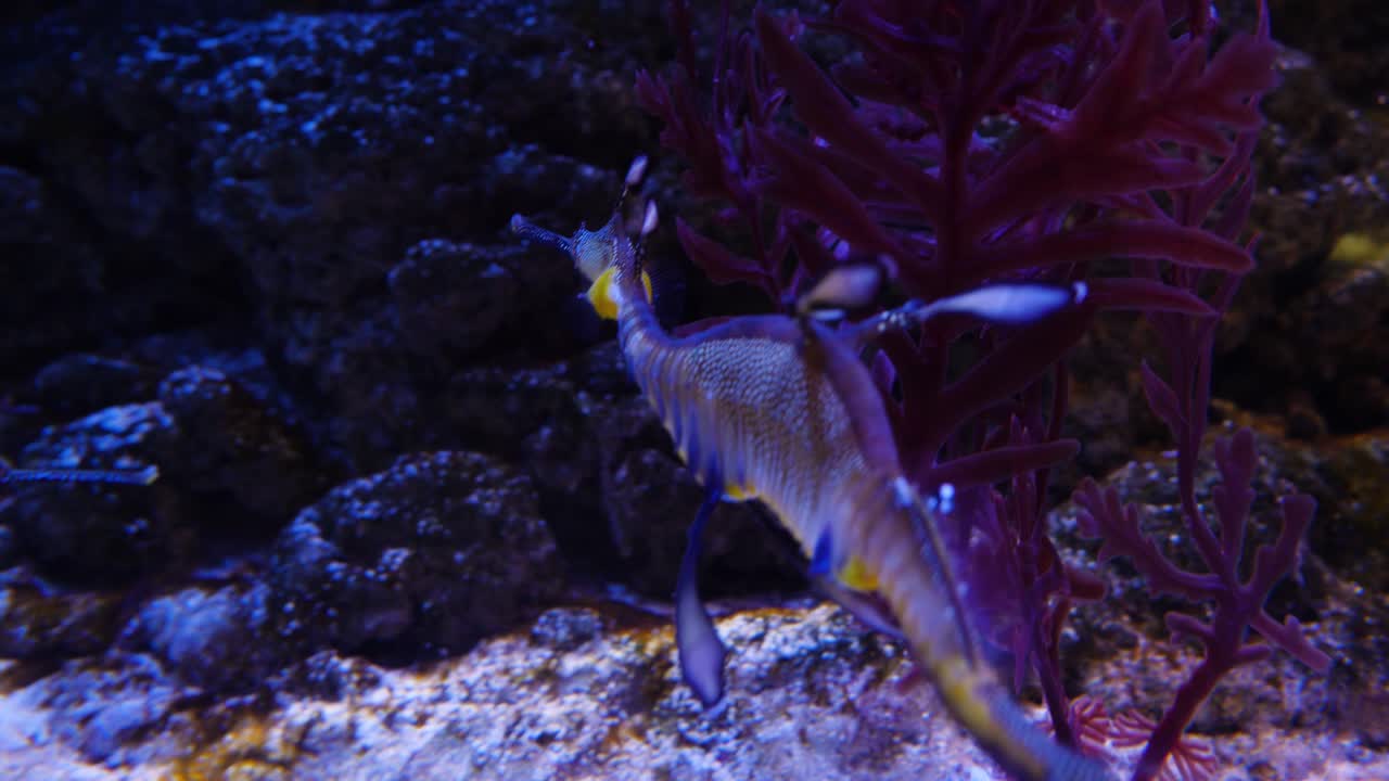 수족관에 있는 해마